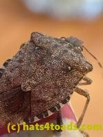 /home//u458753944/public_html/sourcegallery///////////Insects and small critters/aphids cicadas lanternflies and true bugs (Hemiptera)/PC250018.JPG